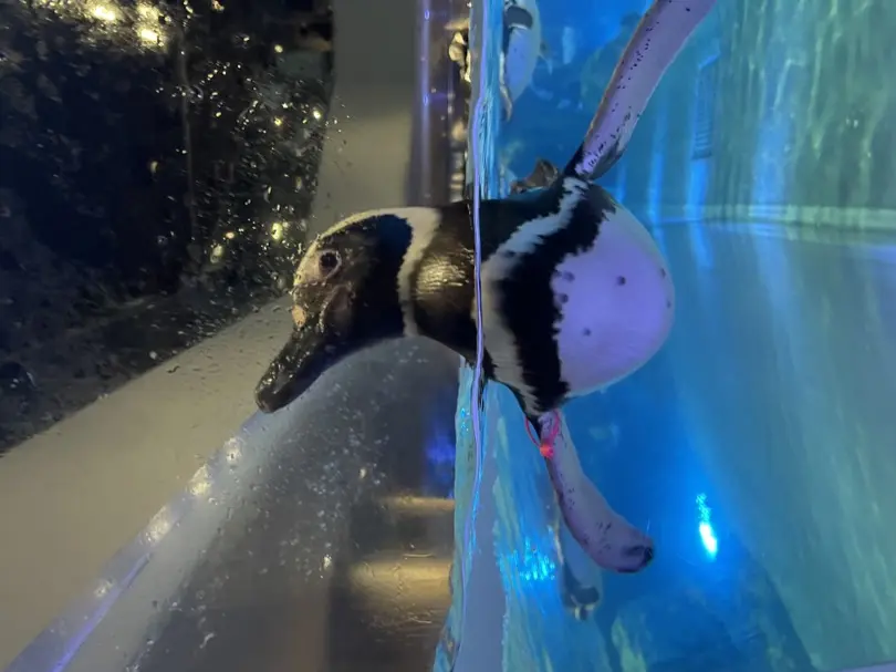 penguin.jpg (2.1 MB)