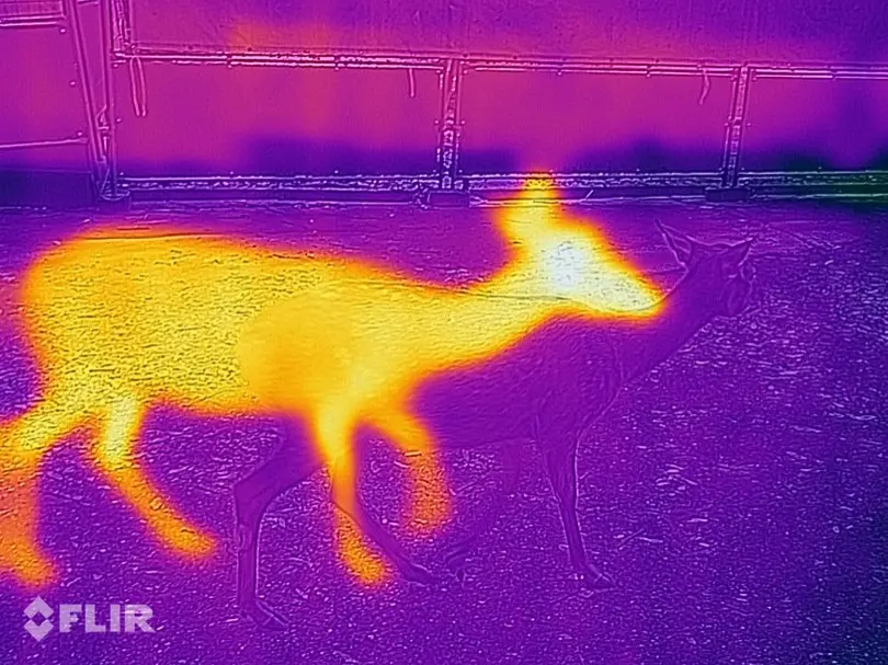 shika2.jpg (504.2 kB)